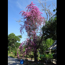 Eine an einem Baum kletternde Bougainvillea